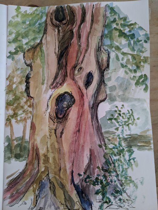 Tree trunk 2
